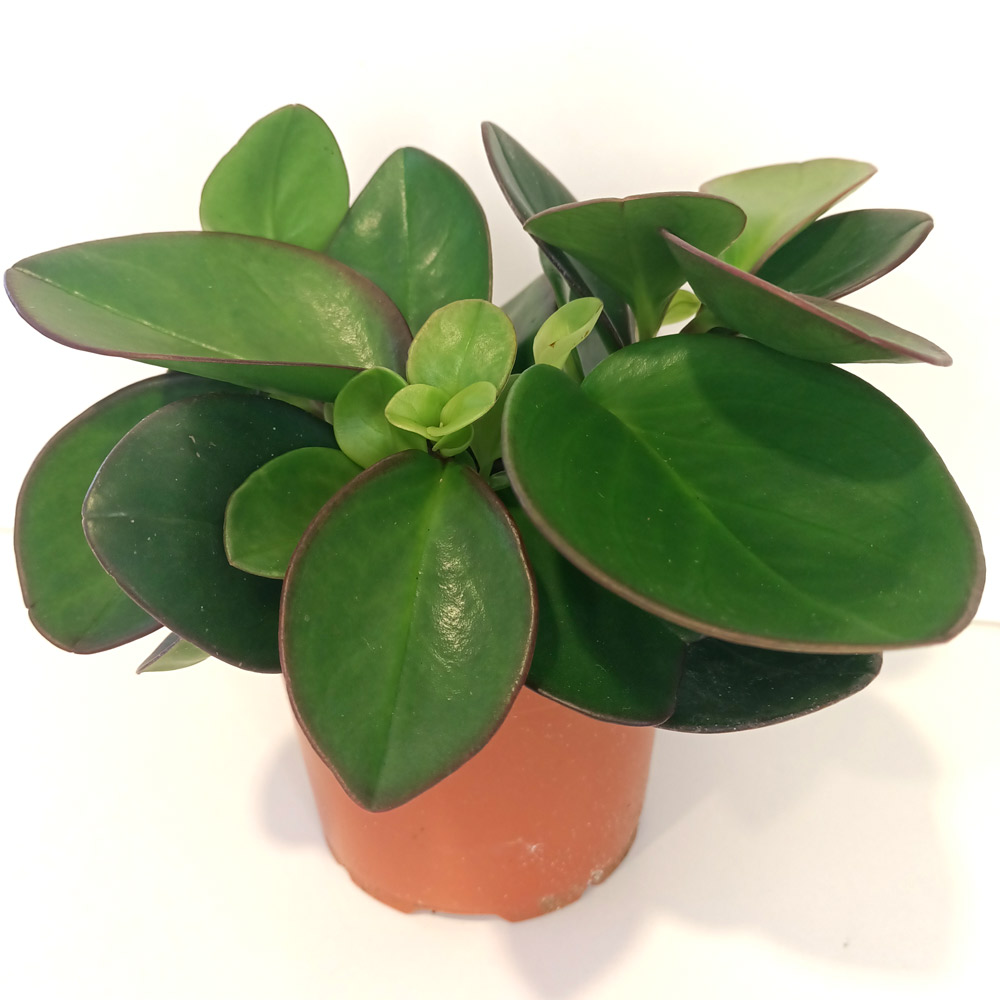 Peperomia Red Margin