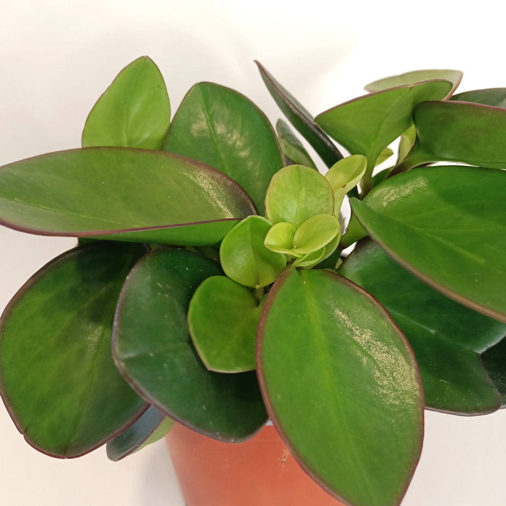Peperomia Red Margin