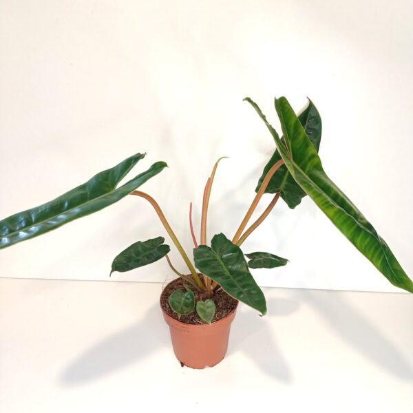 Filodendron Billietiae