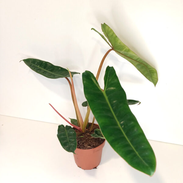 Filodendron Billietiae