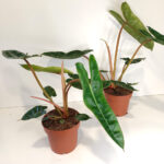 Filodendron Billietiae