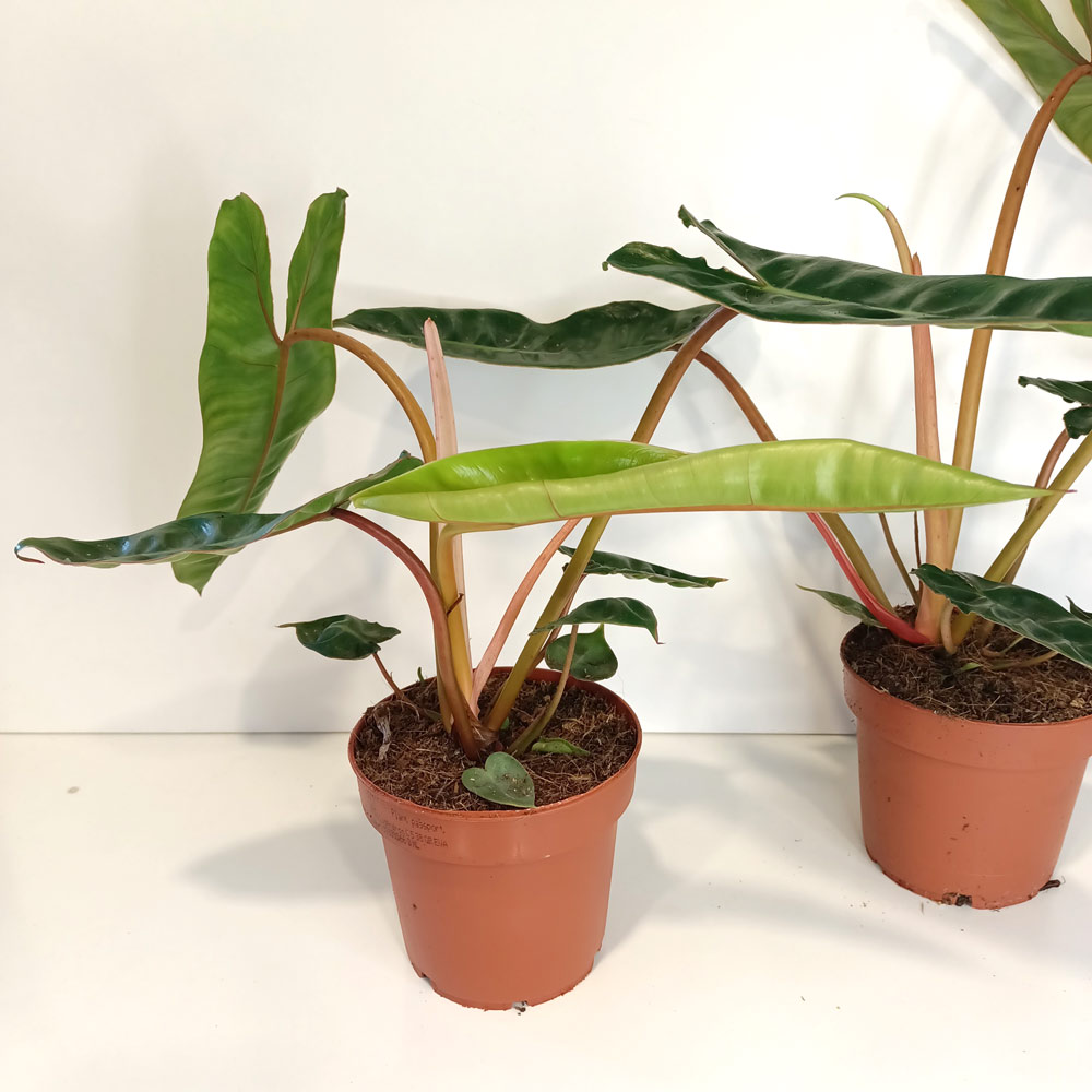 Filodendron Billietiae