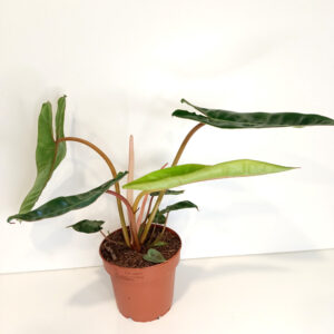 Filodendron Billietiae