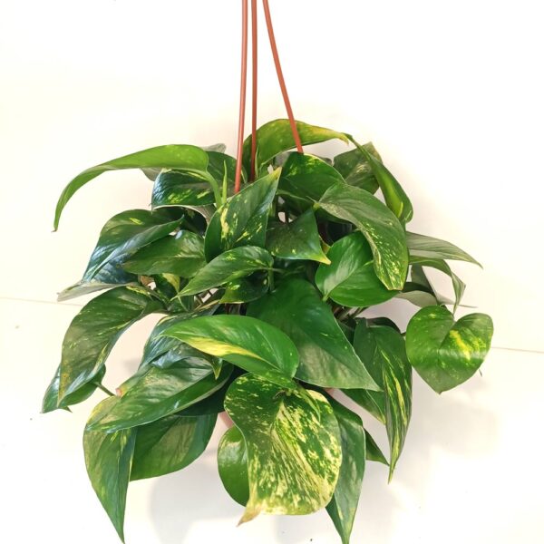 Epipremnum Aureum złociste