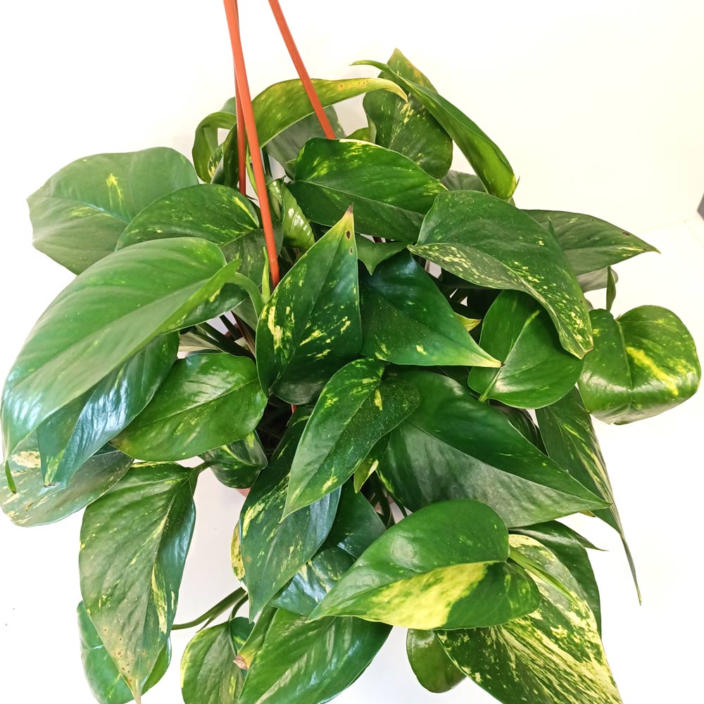 Epipremnum Aureum złociste