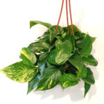 Epipremnum Aureum złociste