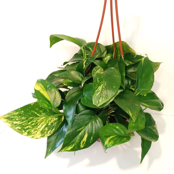 Epipremnum Aureum złociste Epipremnum Aureum złociste