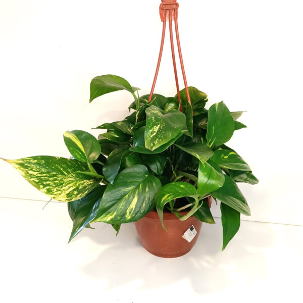 Epipremnum Aureum złociste