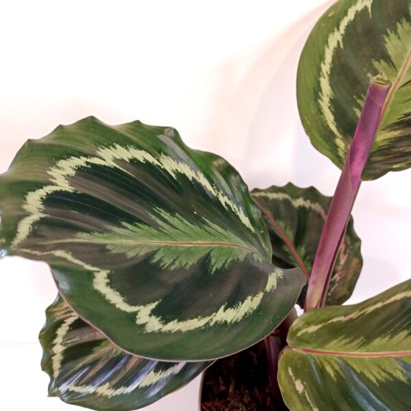 Calathea Medallion