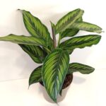 Calathea Beauty Star