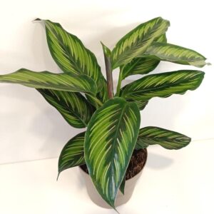 Calathea Beauty Star