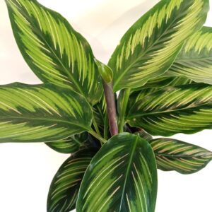 Calathea Beauty Star
