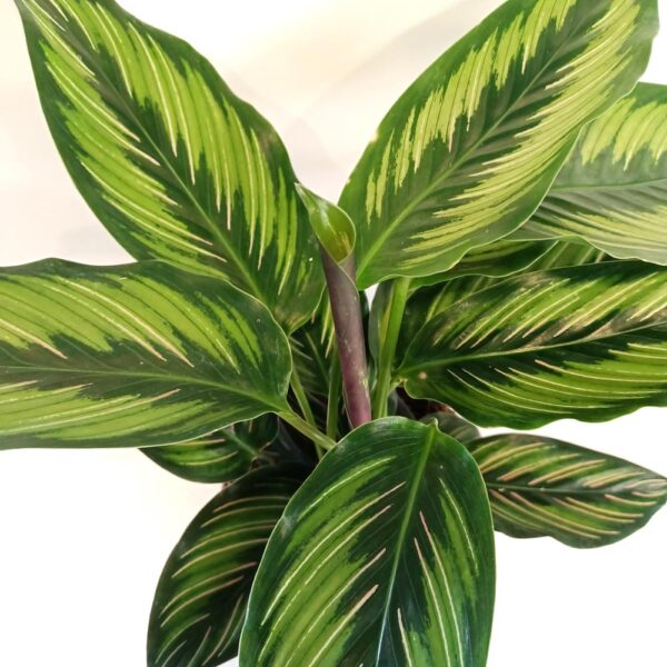 Calathea Beauty Star