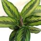 Calathea Beauty Star