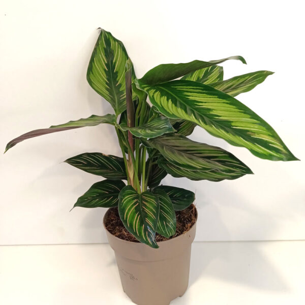 Calathea Beauty Star