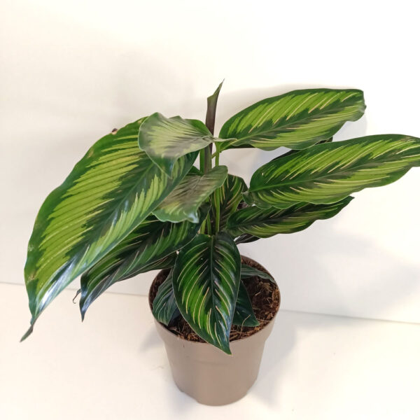 Calathea Beauty Star