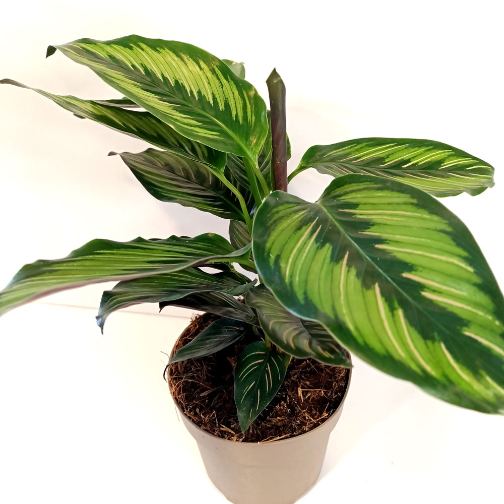 Calathea Beauty Star
