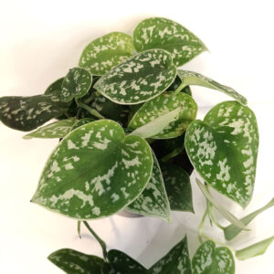 Scindapsus pictus Argyraeus