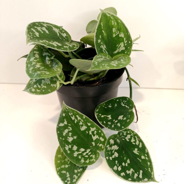 Scindapsus pictus Argyraeus