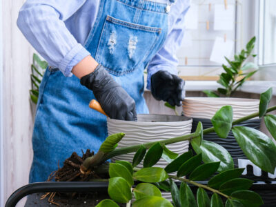 Przesadzanie-zamiokulkasa