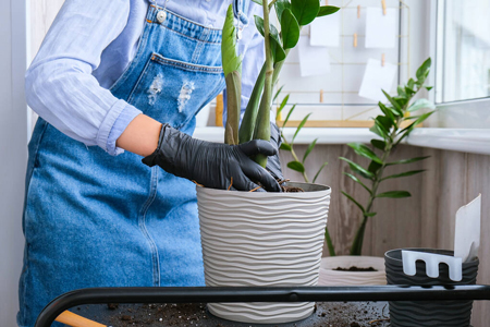 Przesadzanie-zamiokulkasa