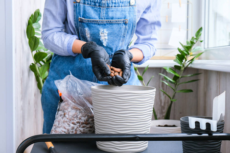 Przesadzanie-zamiokulkasa