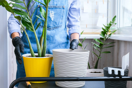 Przesadzanie-zamiokulkasa