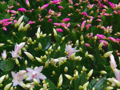 Dlaczego grudnik nie kwitnie?