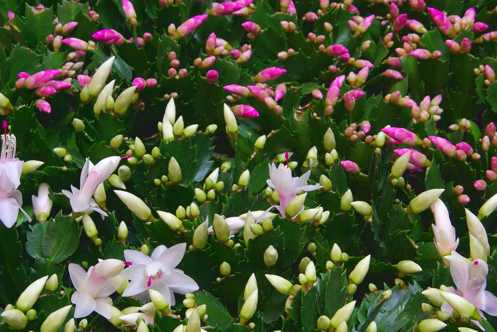 Dlaczego grudnik nie kwitnie? 7 najczęstszych przyczyn i rozwiązania