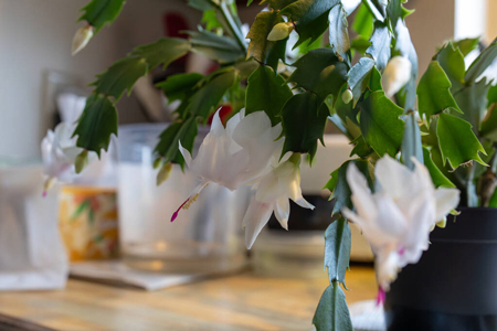 Dlaczego grudnik nie kwitnie?