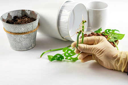 Monstera Monkey Mask