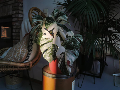 Monstera variegata