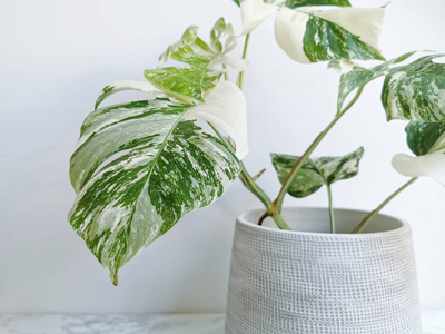 Monstera variegata