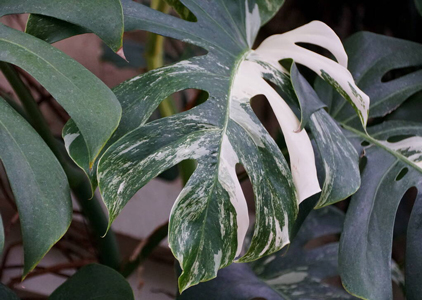 Monstera variegata