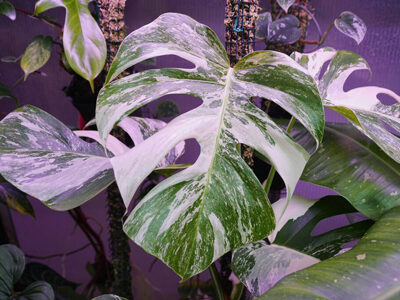 Monstera variegata
