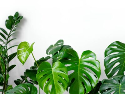 Dlaczego monstera nie ma dziur?