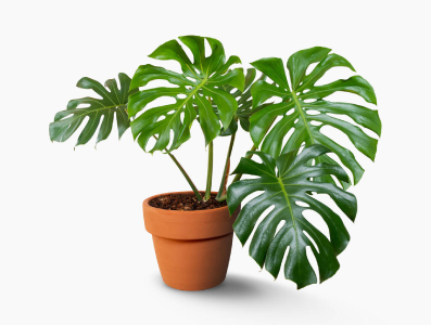 Dlaczego monstera nie ma dziur?