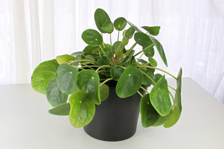 Rośliny na prezent-pieniążek