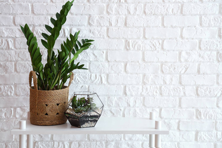 Zamioculcas-roślina szczęścia