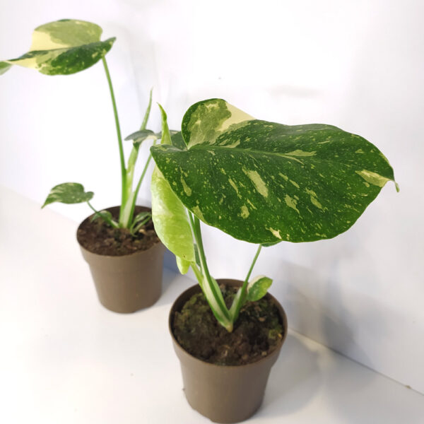 Monstera Thai Constellation