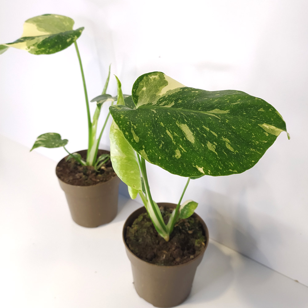 Monstera Thai Constellation