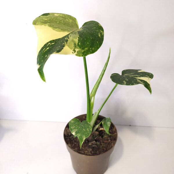 Monstera Thai Constellation