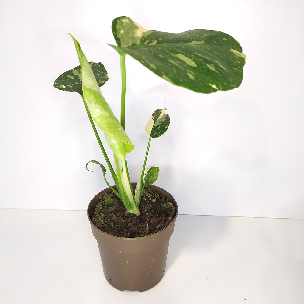 Monstera Thai Constellation