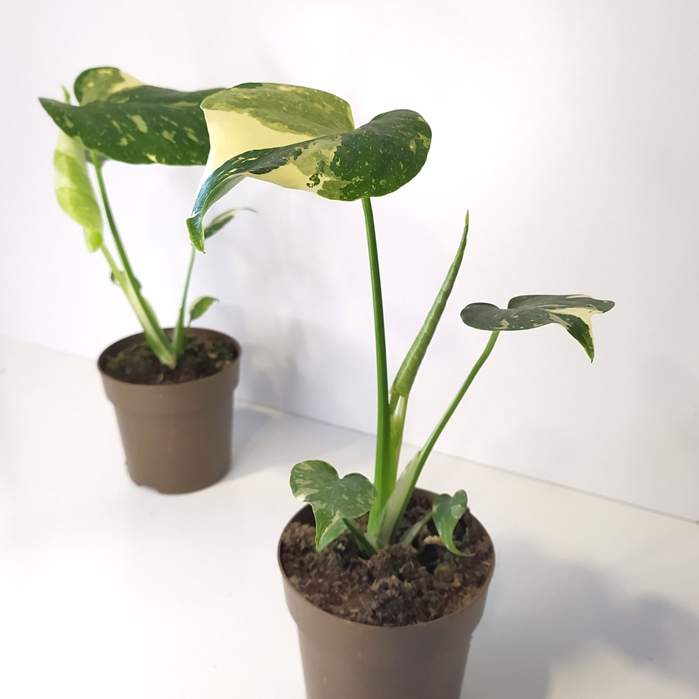 Monstera Thai Constellation