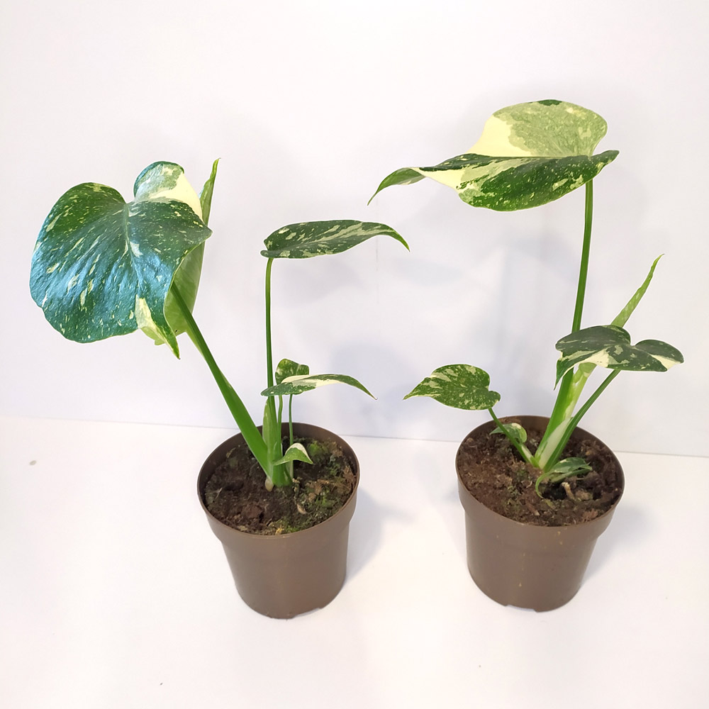 Monstera Thai Constellation