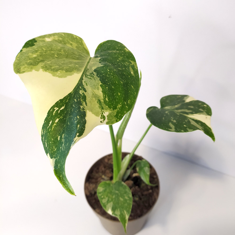 Monstera Thai Constellation