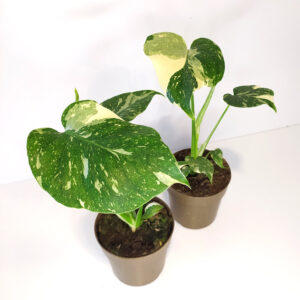 Monstera Thai Constellation