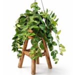 Aeschynanthus Mona Lisa