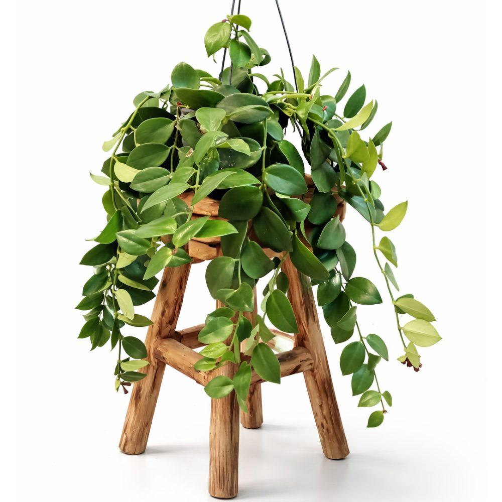 Aeschynanthus Mona Lisa