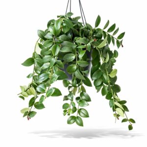 Aeschynanthus Mona Lisa